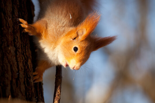 beautiful fluffy red squirrel (Sciurus vulgaris) in winter forest