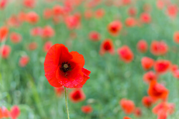 Scena primaverile con un papavero rosso in primo piano e altri papaveri immersi nel verde sullo sfondo. Natura. Fuori. Primavera. Maggio. Campo di papaveri.