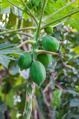 Bunch of fresh raw papaya fruit growing on a small tree in the garden