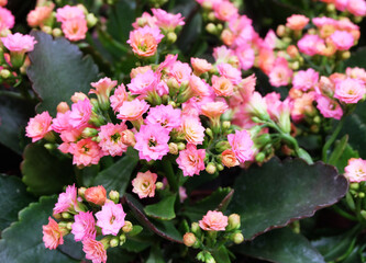 Indoor plant Kalanchoe Blossfeldiana, pink flowers blooming in greenhouse, selective focus, horizontal orientation