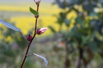 Beautiful pink color wildflower blooming on a branch beside the street in the countryside