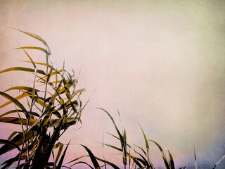 grunge textured reeds at sunset background