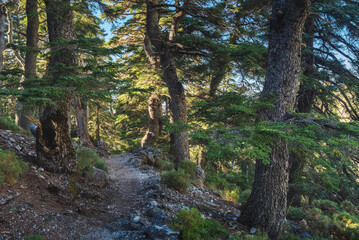 Natural Park of the Sierra de las Nieves. Classified as a Biosphere Reserve, in the province of Malaga, Spain. Wooded landscape of great beauty. View of a Pinsapo forest in the Puerto de los Pilones. 