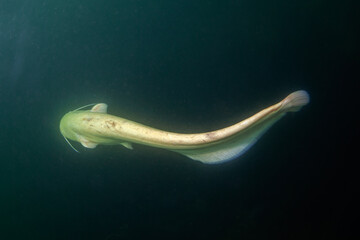 Wels catfish swim to deep. Shape of catfish. European wildlife. 