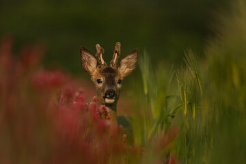 Roe deer in the clover field. Deer looking from flower. European wildlife.  © prochym