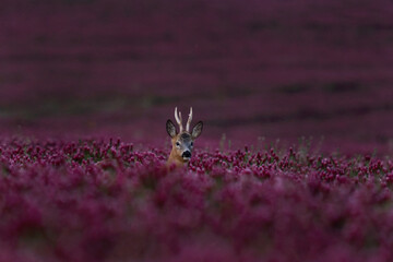 Roe deer in the clover field. Deer looking from flower. European wildlife. 
