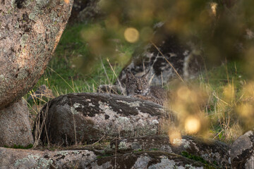 Iberian lynx in Sierra Nevada mountains. Rare lynx in Spain. European wildlife.  © prochym
