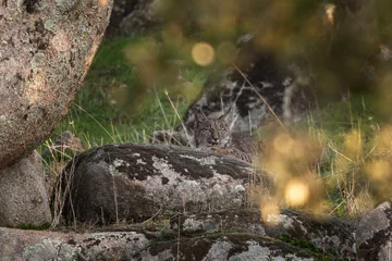 Foto auf Acrylglas Antireflex Iberian lynx in Sierra Nevada mountains. Rare lynx in Spain. European wildlife.  © prochym