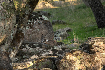 Fototapeta na wymiar Iberian lynx in Sierra Nevada mountains. Rare lynx in Spain. European wildlife. 