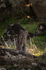 Iberian lynx in Sierra Nevada mountains. Rare lynx in Spain. European wildlife. 