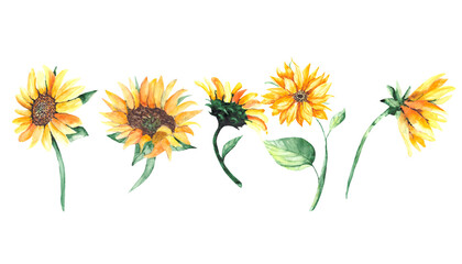 A collection of bright sunflowers with green leaves on a white background. Watercolor flowers. A set for the design of postcards and decoration of botanical illustrations.