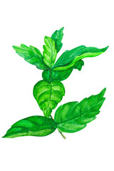 Green mint on a white background. Watercolor drawing of fresh spices for design and decoration.