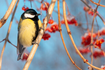 The yellow tit sits on a tree with berries.