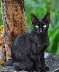 black cat on the grass