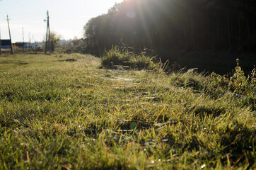 Fototapeta na wymiar grass and sun