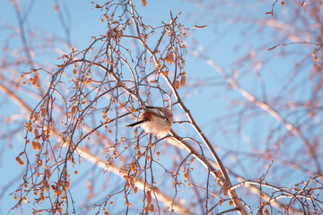 A fluffy bird on the branches of a tree.
