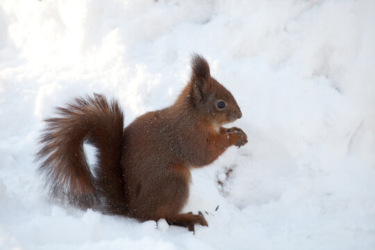 beautiful fluffy red squirrel (Sciurus vulgaris) in winter forest