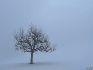 Tree in the cloud