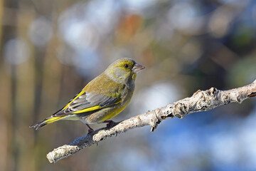 Verdone - Carduelis chloris