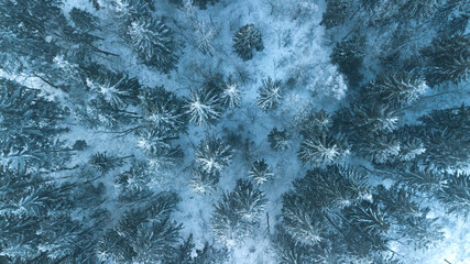 Top view on pine forest under the snow in winter. Nature.