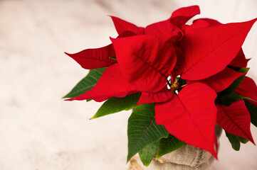 Christmas banner with poinsettia.Top view.Template with place for text