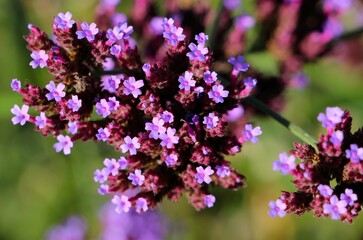 Purpletop vervain Verbena bonariensis flowers in natural light