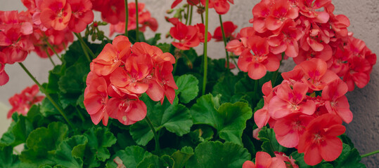 Floral red background. Red geranium flowers against the pink wall. Horizontal image