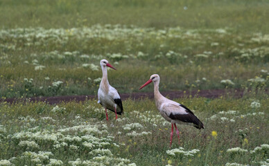 A family of storks during the mating season in their natural habitat. Elegant beautiful white long-billed storks on long red legs in a green meadow. Odessa Oblast, Ukraine.