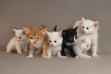 Fototapeta na wymiar A group of small kittens of 1 month on a gray background.