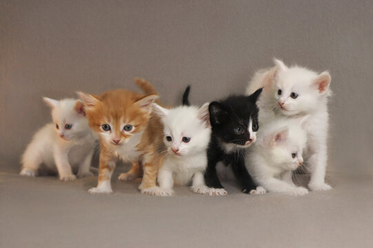 A group of small kittens of 1 month on a gray background.