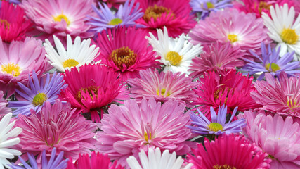 Chrysanthemum.Autumn flowers. Beautiful Autumn wallpaper of chrysanthemum flowers. Postcard,greetings. Banner Spring flowers of different colors .Top view. Texture and background. Soft focus .