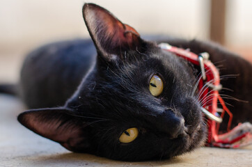 portrait of a cat