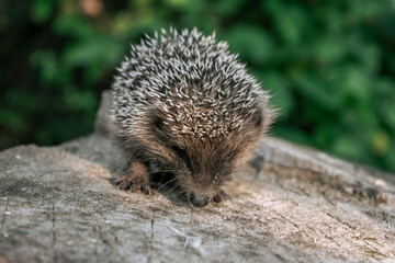 Obraz premium A young hedgehog defends itself from people in the forest. Forest hedgehog. Walk in nature. Close-up of a hedgehog.