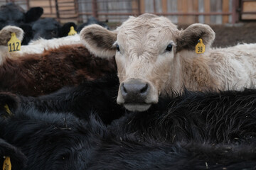 Charolais with black angus beef cattle closeup on feed lot during winter for farm or ranch concept.
