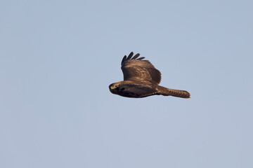 Common Buzzard Buteo buteo in flight on blue sky
