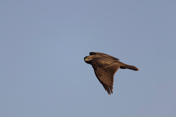 Common Buzzard Buteo buteo in flight on blue sky