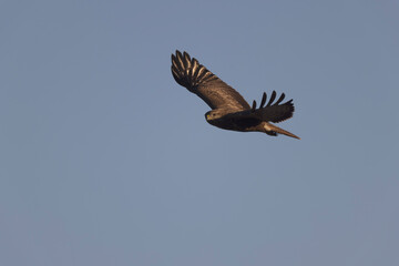 Common Buzzard Buteo buteo in flight on blue sky