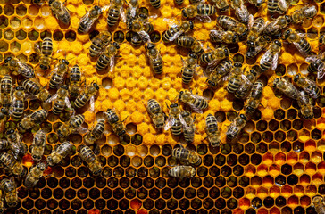 Signs of the development of a bee colony. The frame includes pollen, nectar, honey, larvae and cocoons of developing insects delivered to the hive.   © The physicist