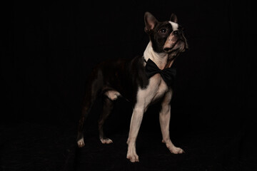 Boston Terrier mit Fliege
