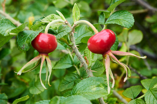 Russia. Solovetsky Islands. Monastic rosehip