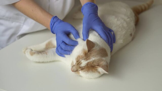 Professional female vet examining a cat on the table. Veterinarian searching for cat fleas.