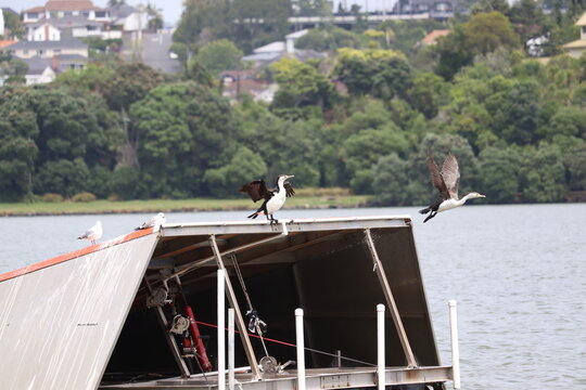 Cormorant or Pied Shag on a ski jump in Auckland New Zealand