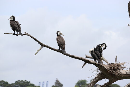 Group of Cormorant or Pied Shag a tree in Auckland New Zealand