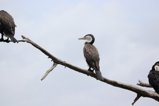 Cormorant or Pied Shag on a tree in Auckland New Zealand