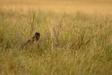 Stern Stare from Short Eared Owl