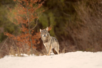 The grey wolf or gray wolf (Canis lupus) with food. A large wolf in the haze of the setting sun. A large Carpathian wolves rises on a meadow. European wolf in winter.