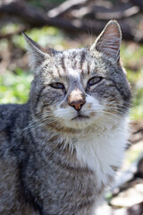 Fototapeta premium Gray cat with white breast outdoors. Favorite pets.