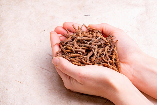 Yarsagumba (Cordyceps sinensis / Ophiocordyceps sinensis) 