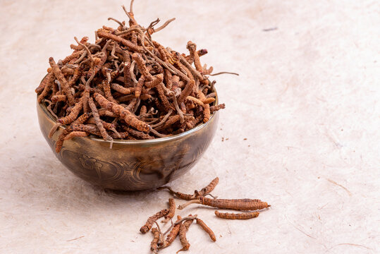 Yarsagumba (Cordyceps sinensis / Ophiocordyceps sinensis) 