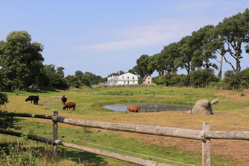 Naturlandschaft auf der Ostseeinsel Fehmarn